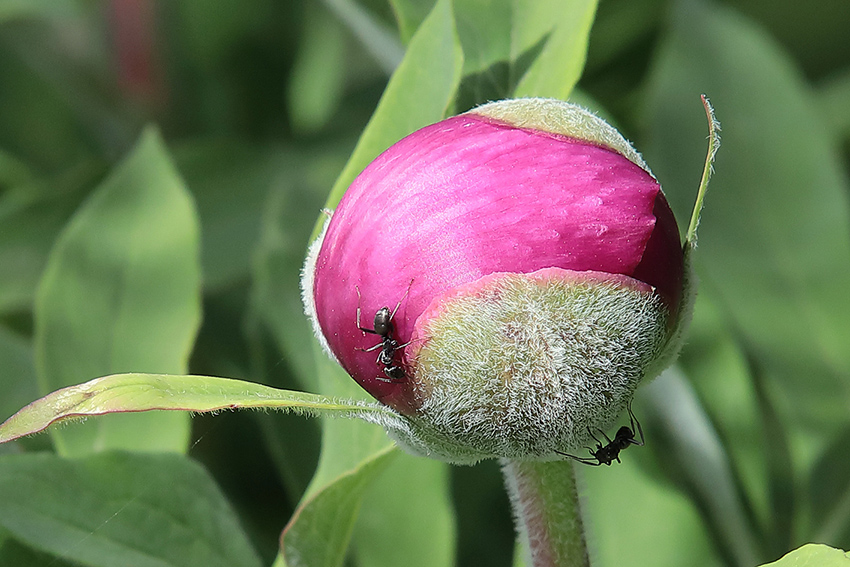 Paeonia officinalis subsp. hutii / Peonia di Huth